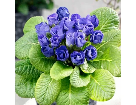 Fiori di campo-13