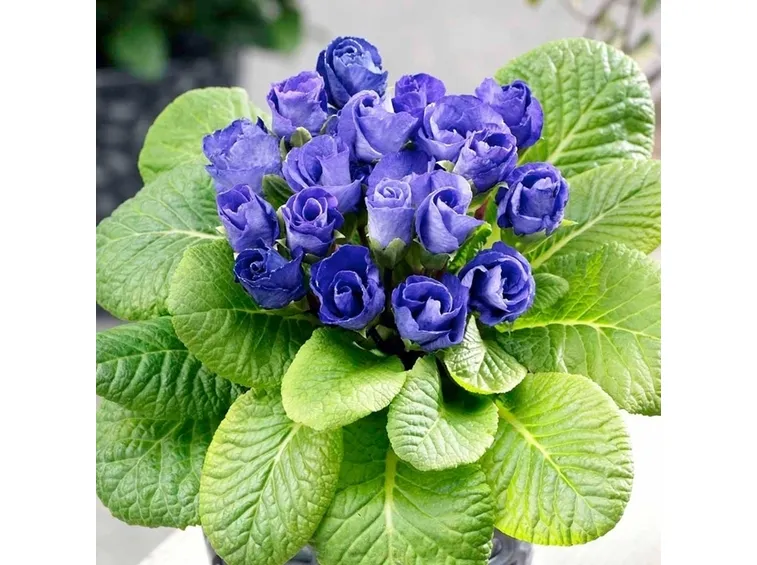 Fiori di campo-13