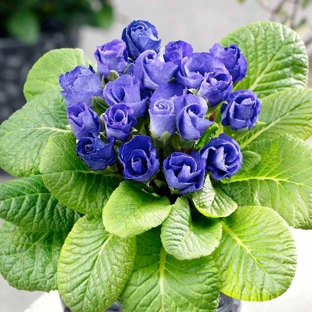 Fiori di campo-13