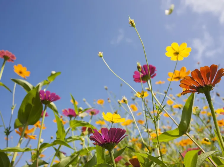 Fiori di campo-14
