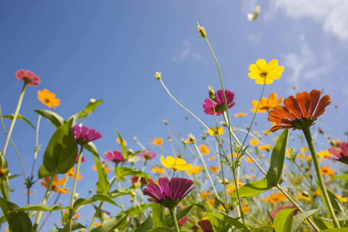 Fiori di campo-14