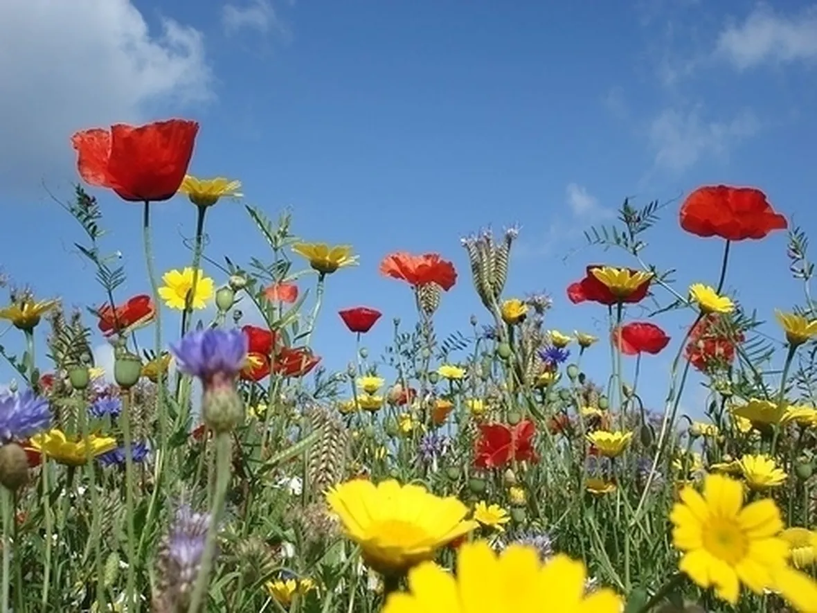 Fiori di campo-15