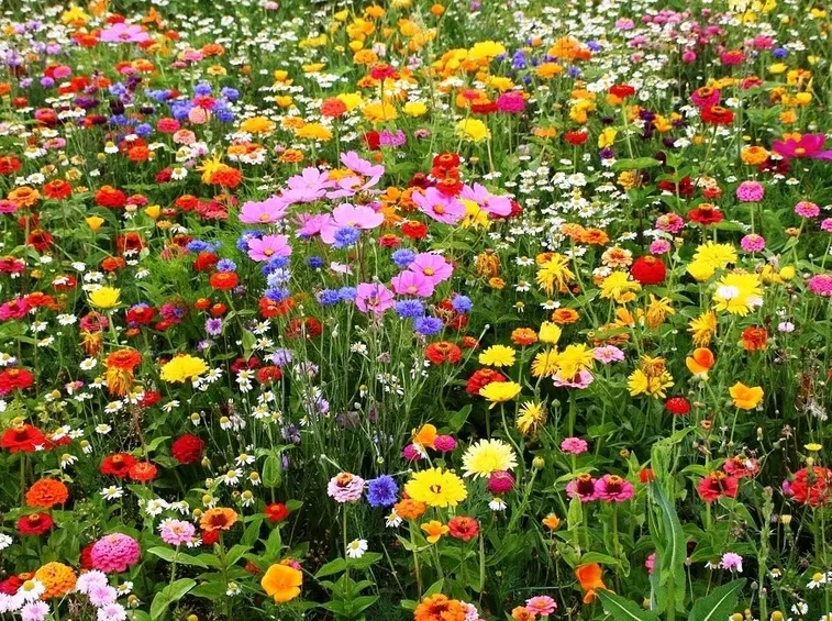 Fiori di campo-16