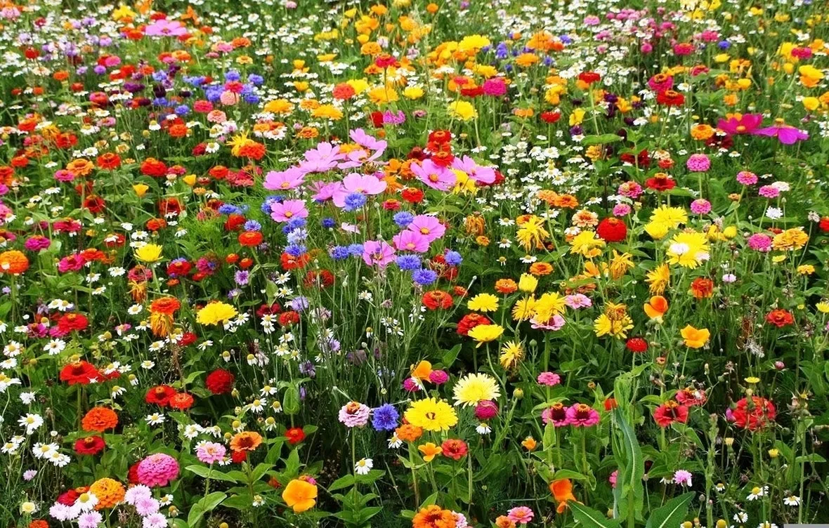 Fiori di campo-16