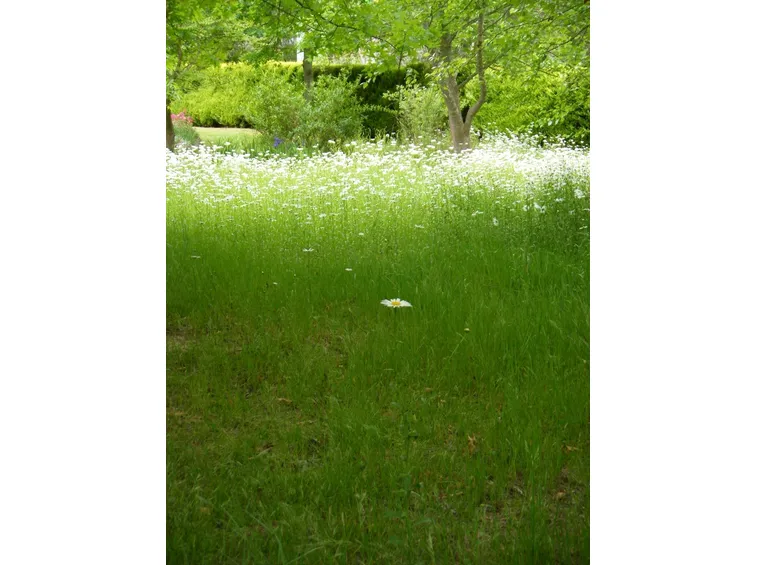 Fiori di campo-18
