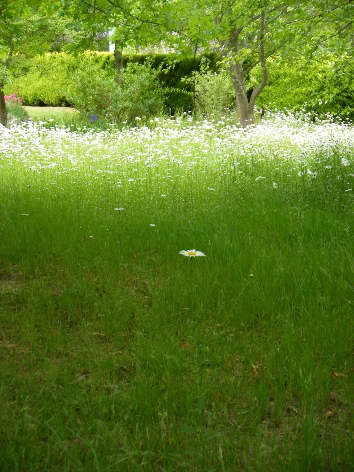 Fiori di campo-18
