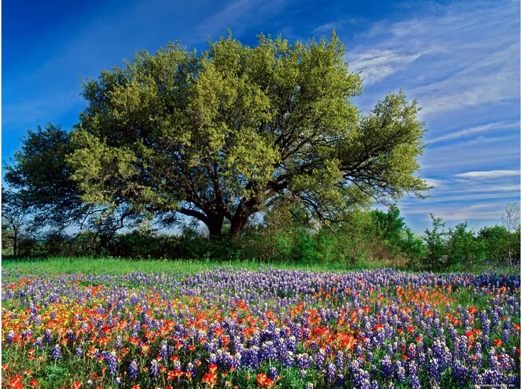 Fiori di campo-19