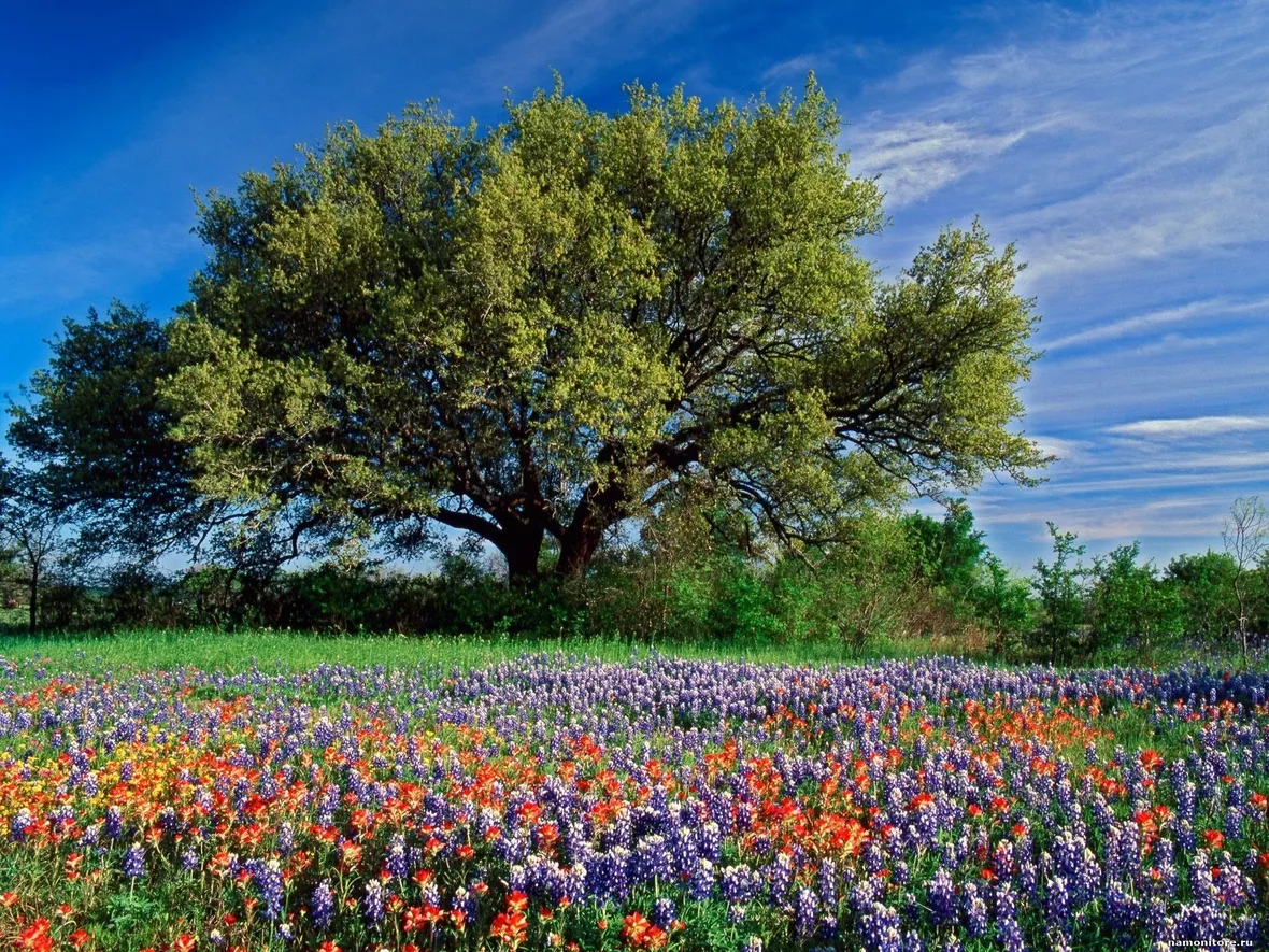 Fiori di campo-19