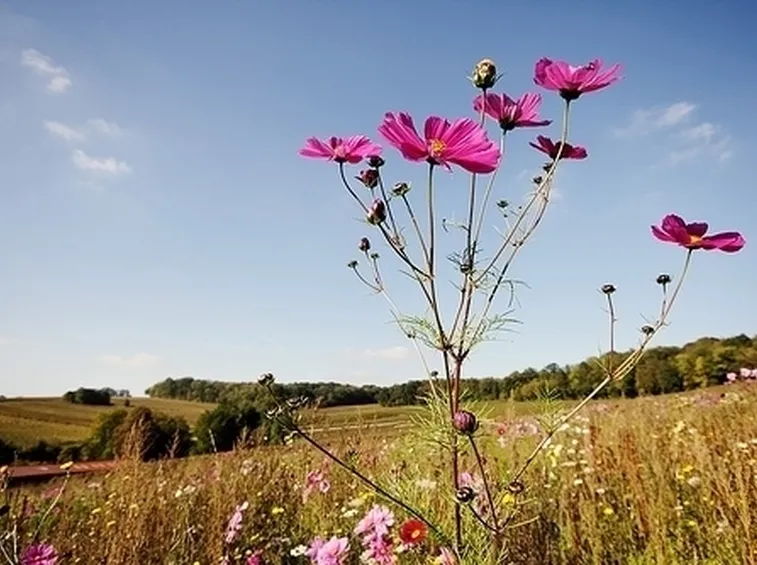 Fiori di campo-20