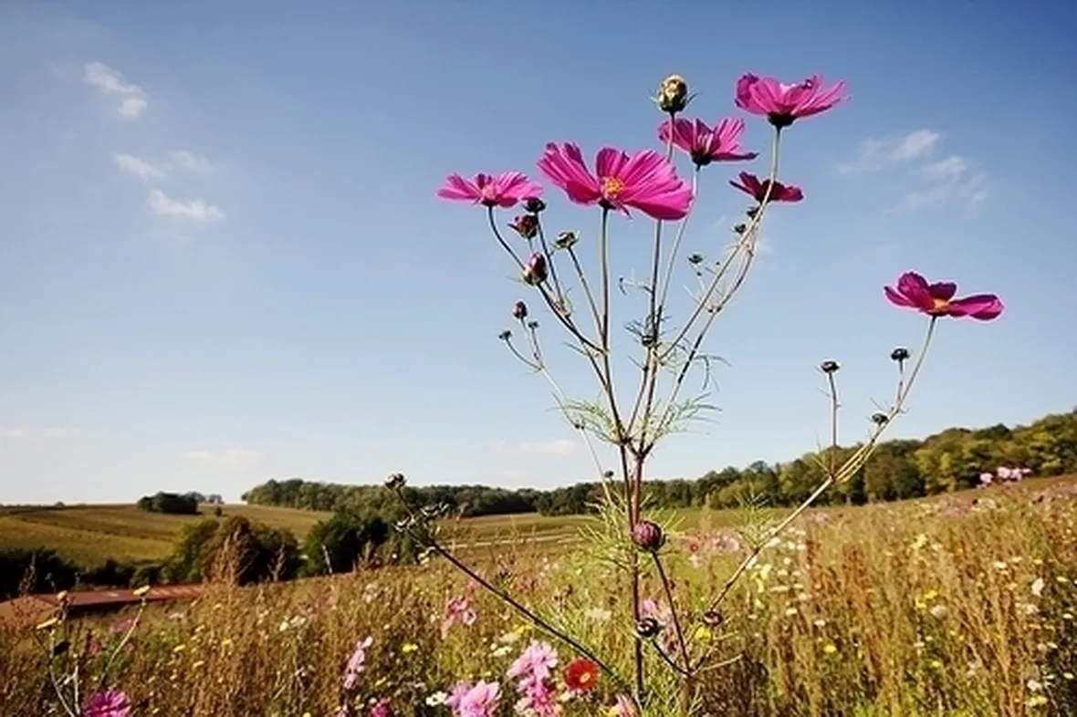 Fiori di campo-20