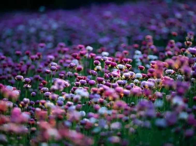 Fiori di campo-21