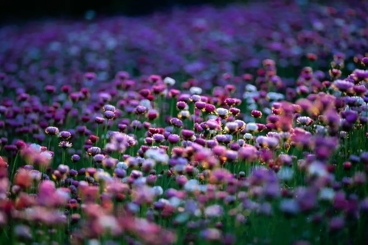 Fiori di campo-21