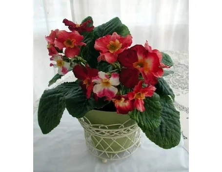 Fiori di campo-22