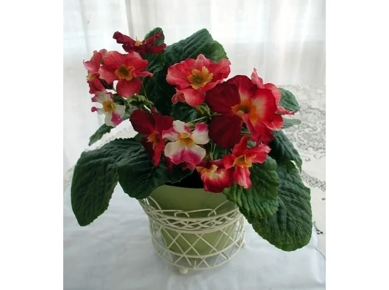 Fiori di campo-22