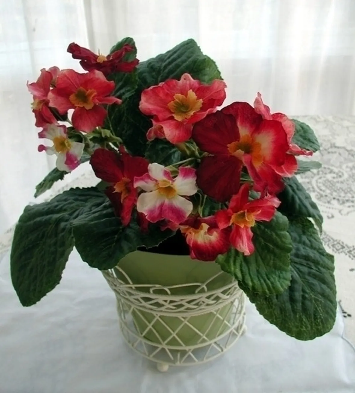 Fiori di campo-22