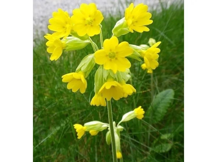 Fiori di campo-23
