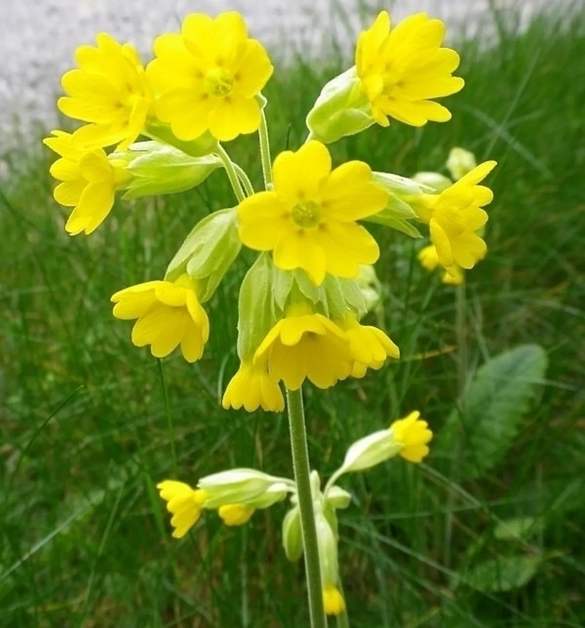 Fiori di campo-23
