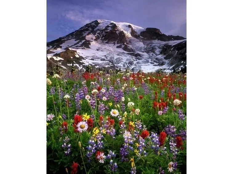 Fiori di campo-24