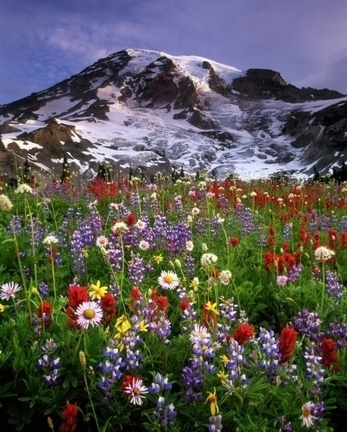 Fiori di campo-24
