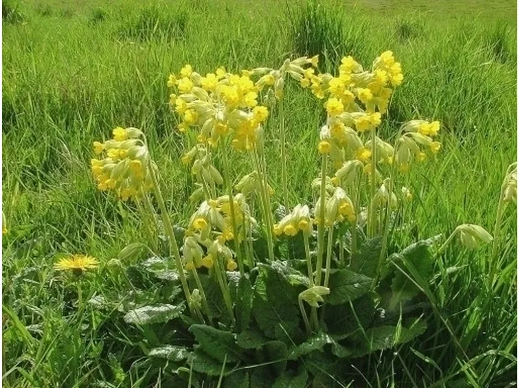 Fiori di campo-25
