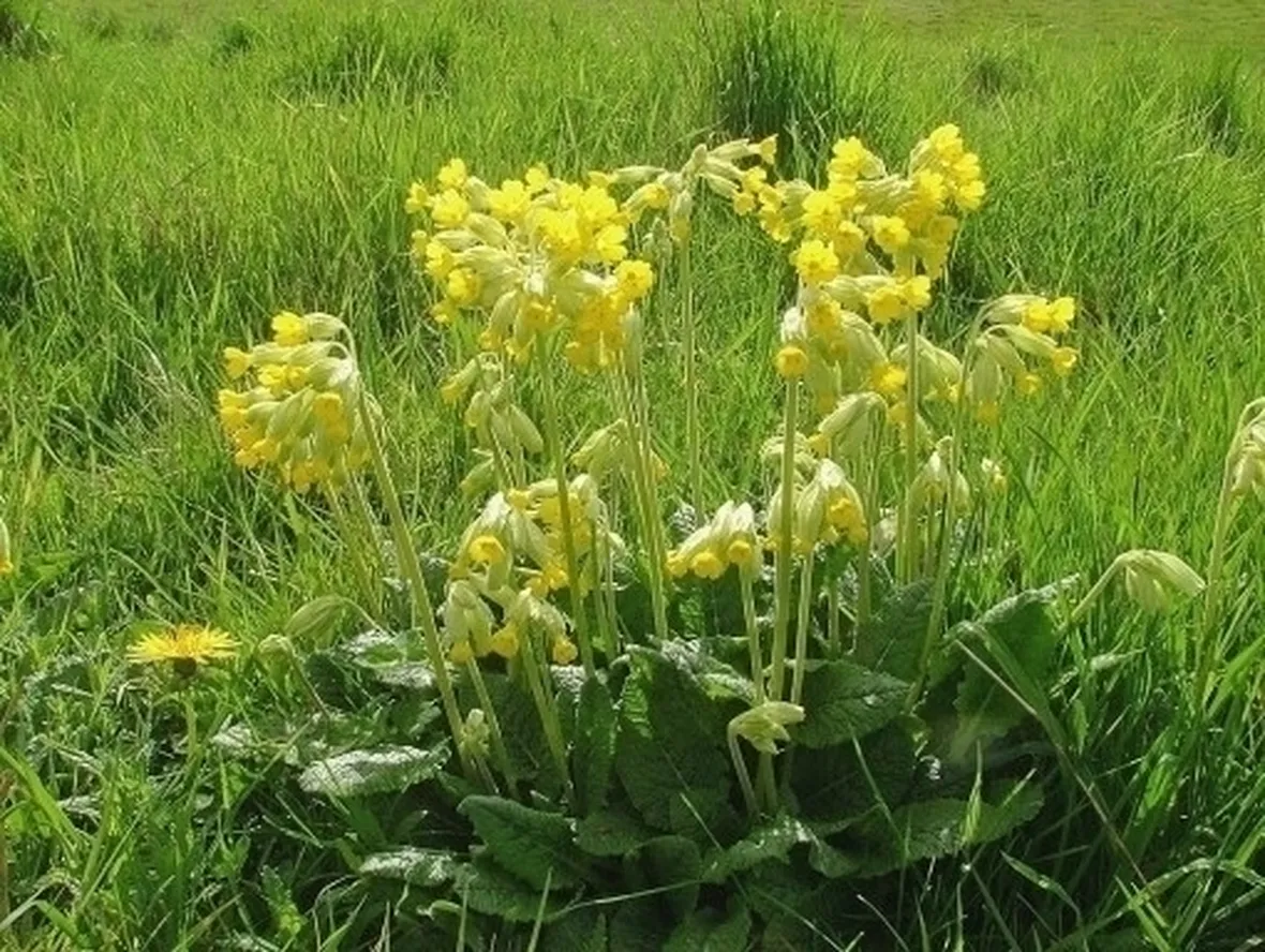 Fiori di campo-25