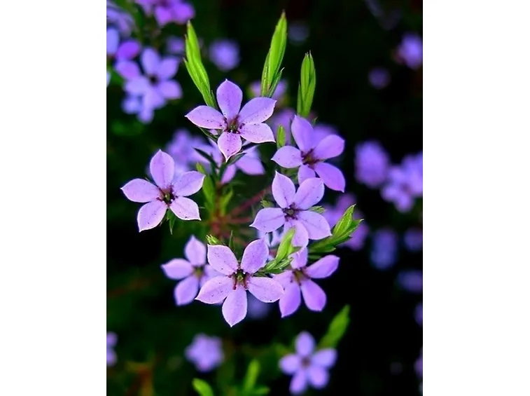 Fiori di campo-27