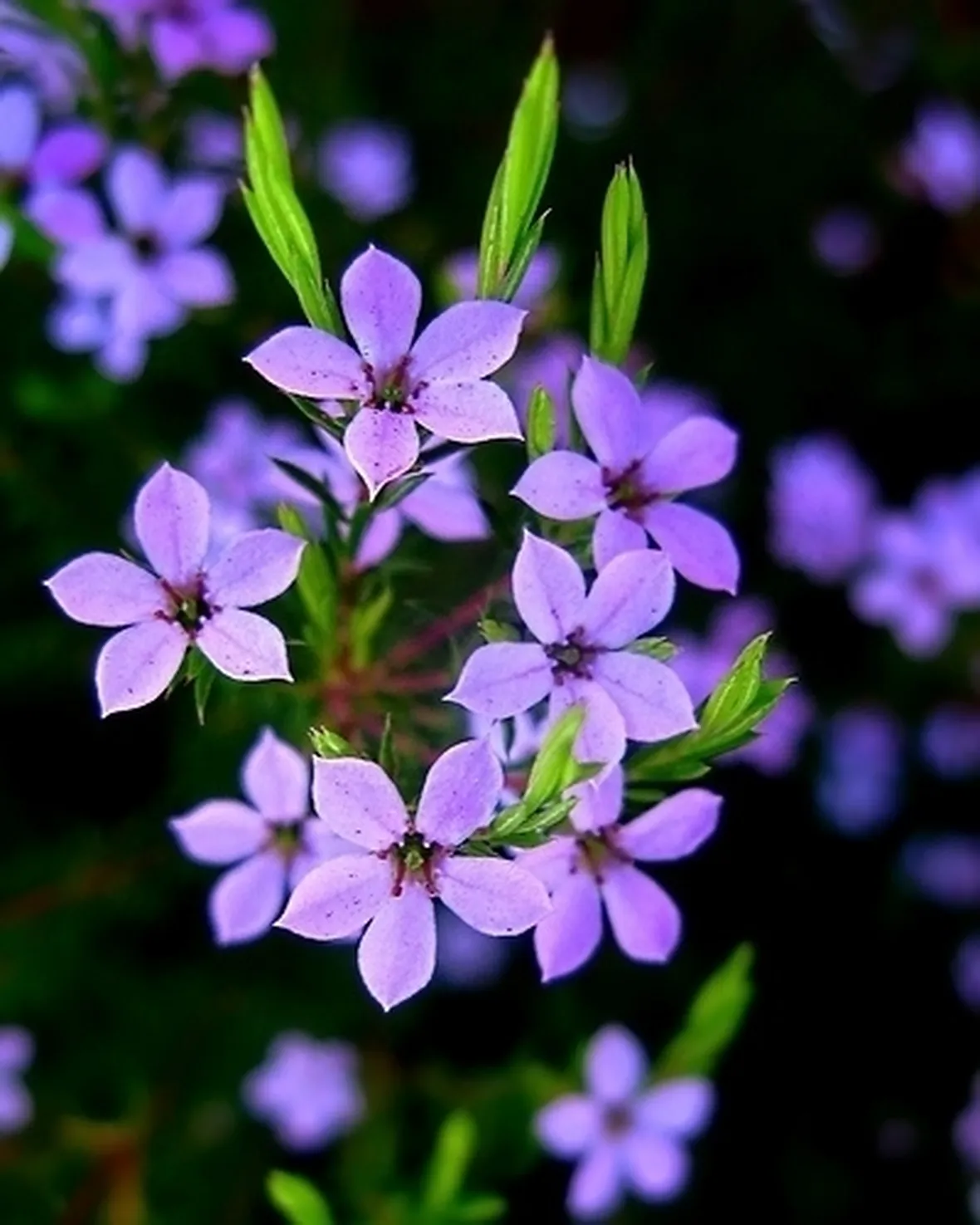 Fiori di campo-27