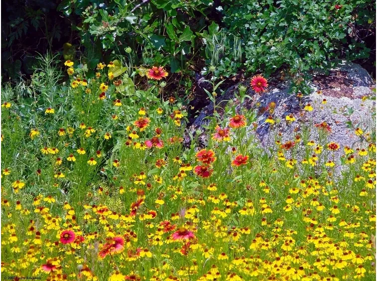 Fiori di campo-29