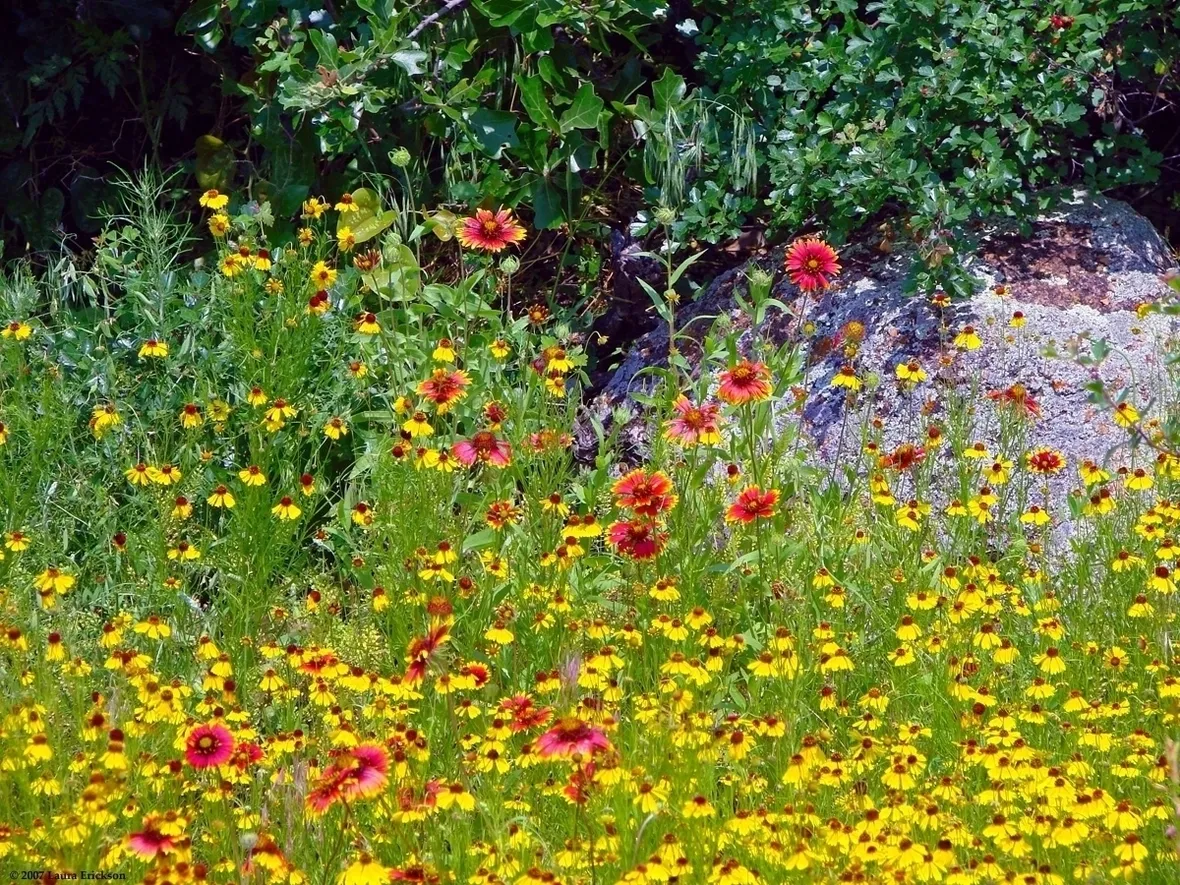 Fiori di campo-29