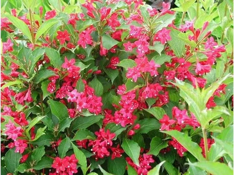 Fiori di campo-3