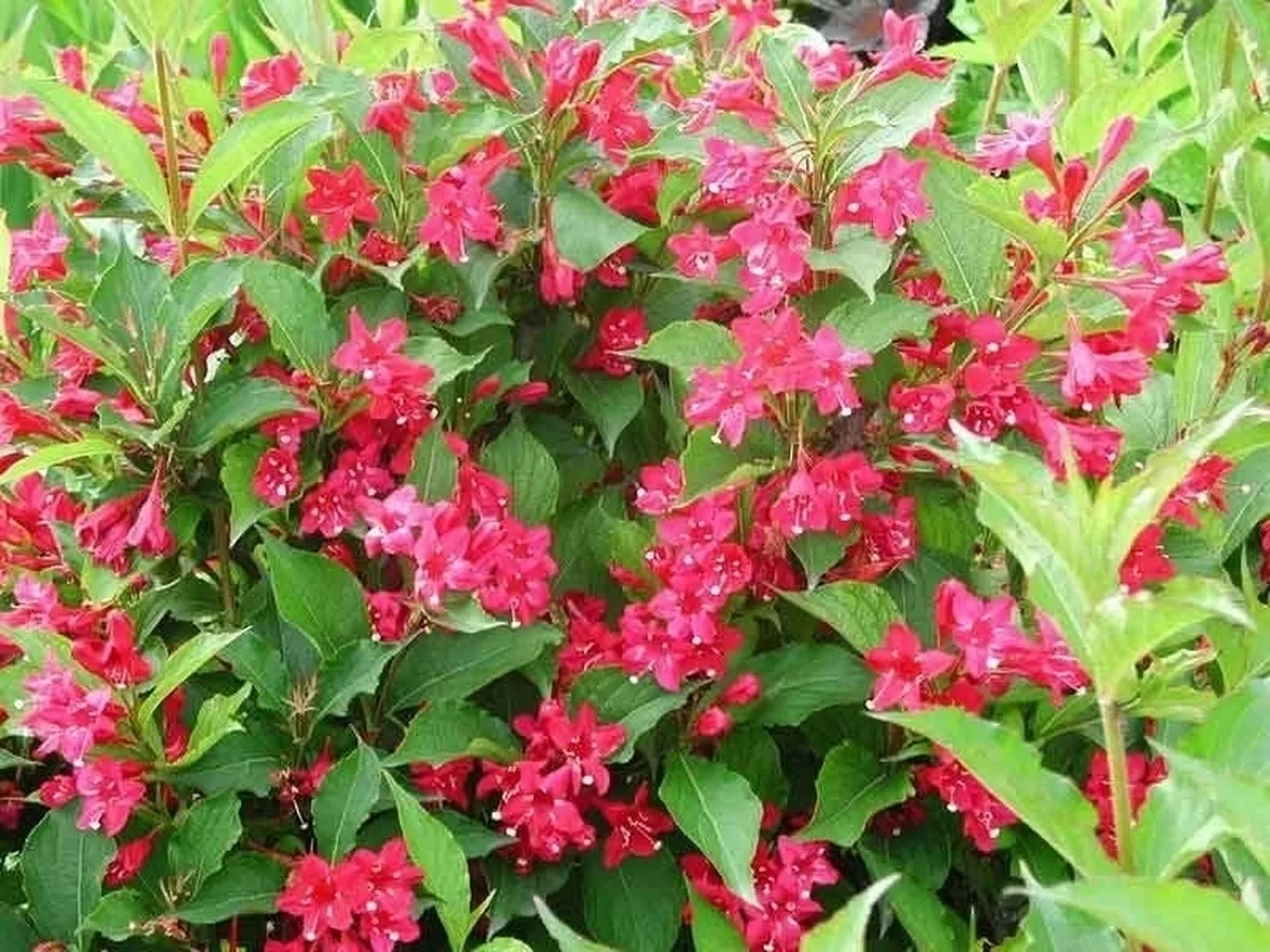 Fiori di campo-3
