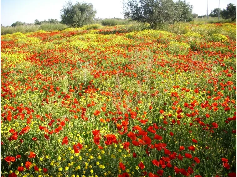 Fiori di campo-4