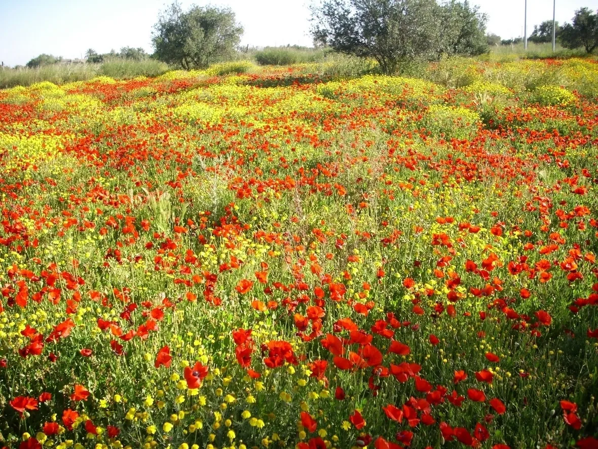 Fiori di campo-4