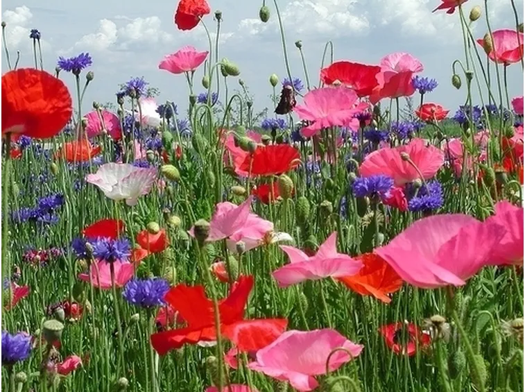 Fiori di campo-5