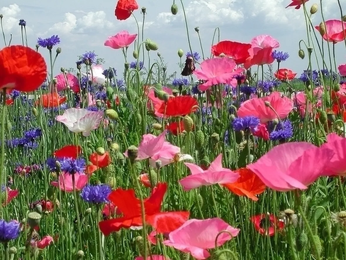 Fiori di campo-5