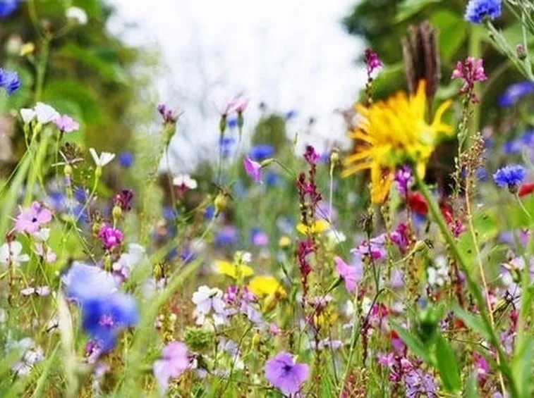Fiori di campo-6