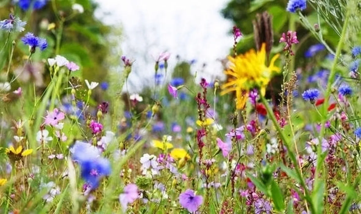 Fiori di campo-6