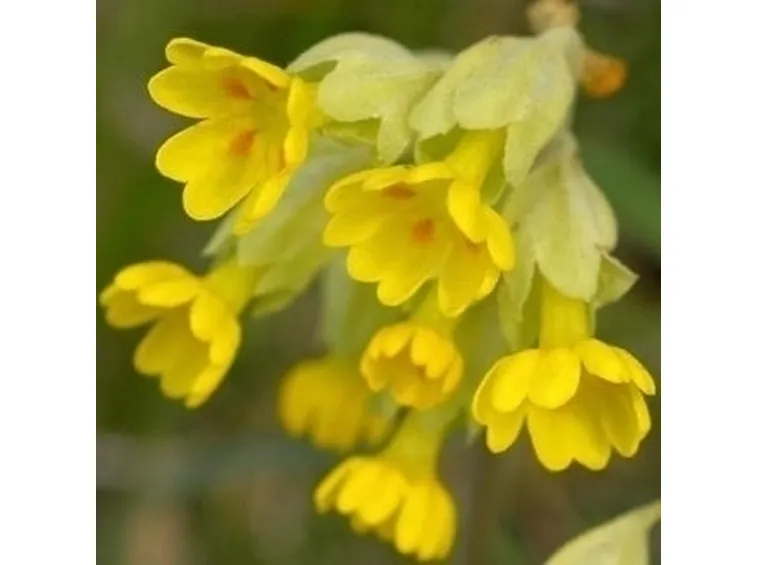 Fiori di campo-7