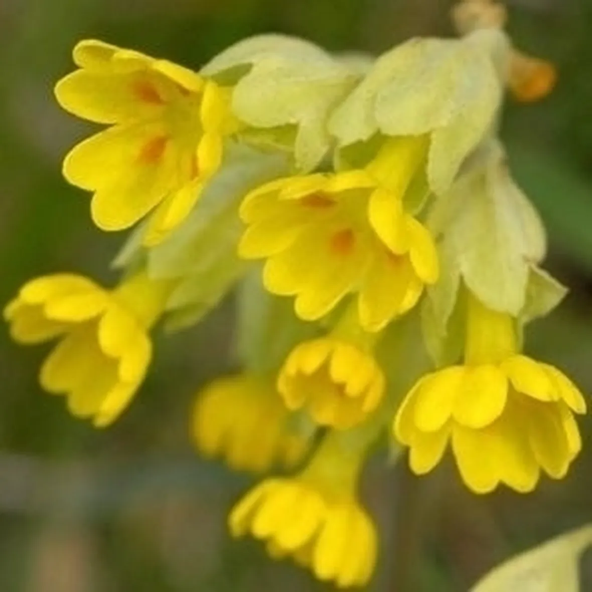 Fiori di campo-7