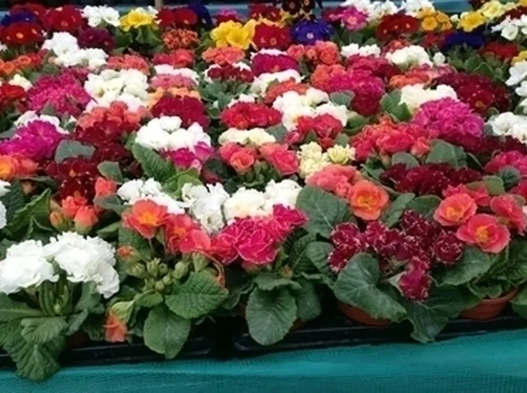 Fiori di campo-8
