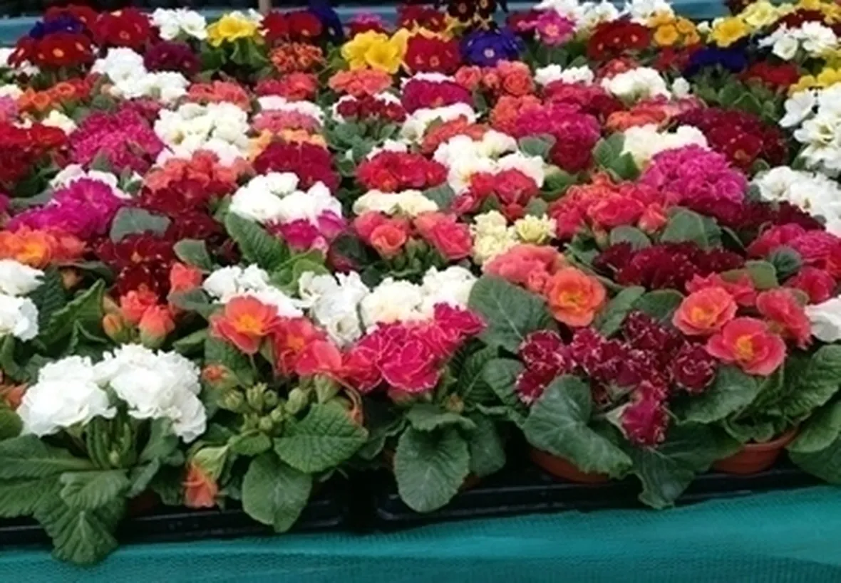 Fiori di campo-8