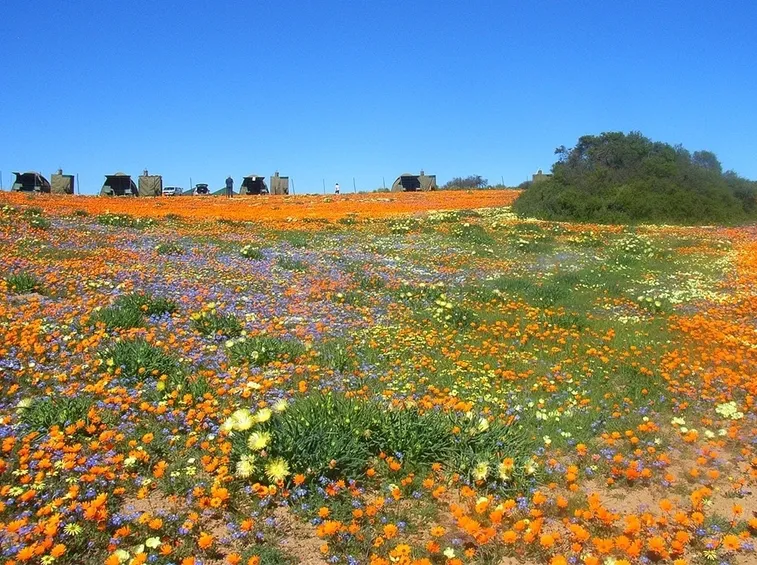 Fiori di campo-9