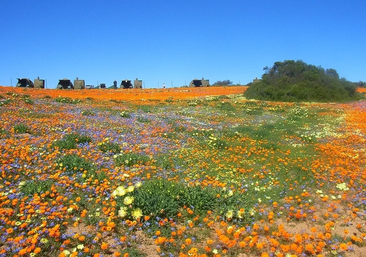 Fiori di campo-9