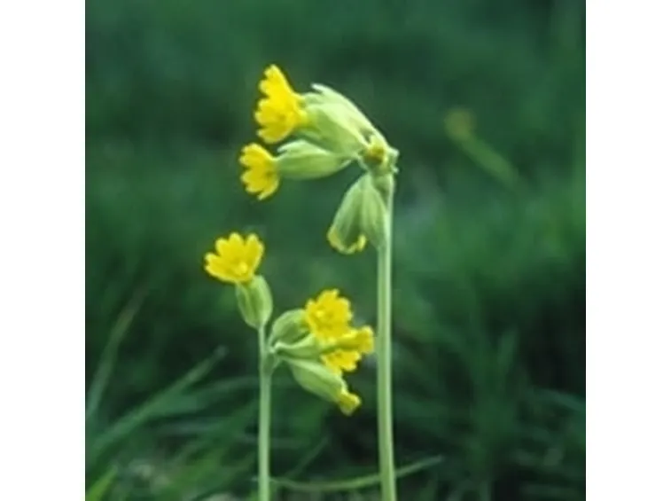Fiori di campo