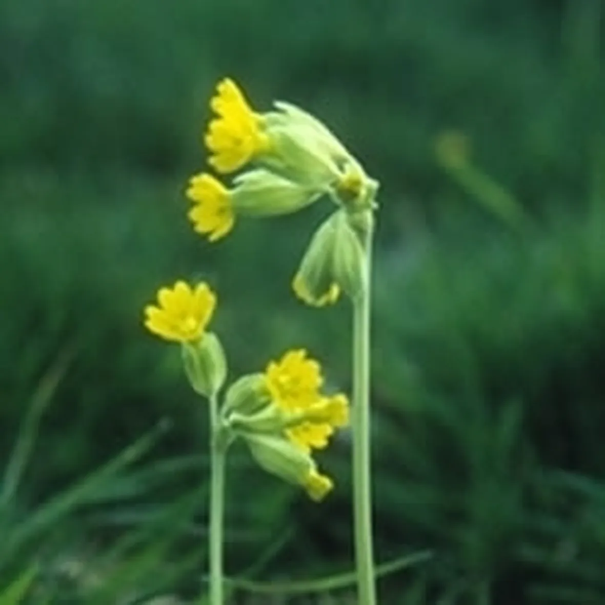 Fiori di campo