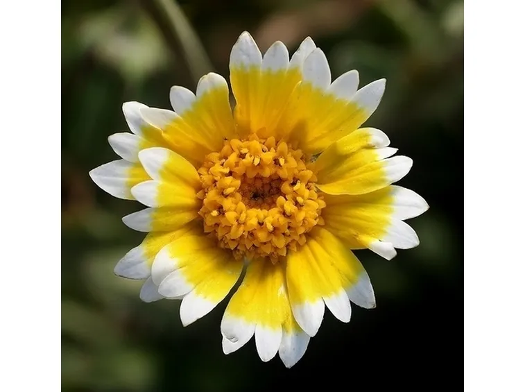 Fiori di campo