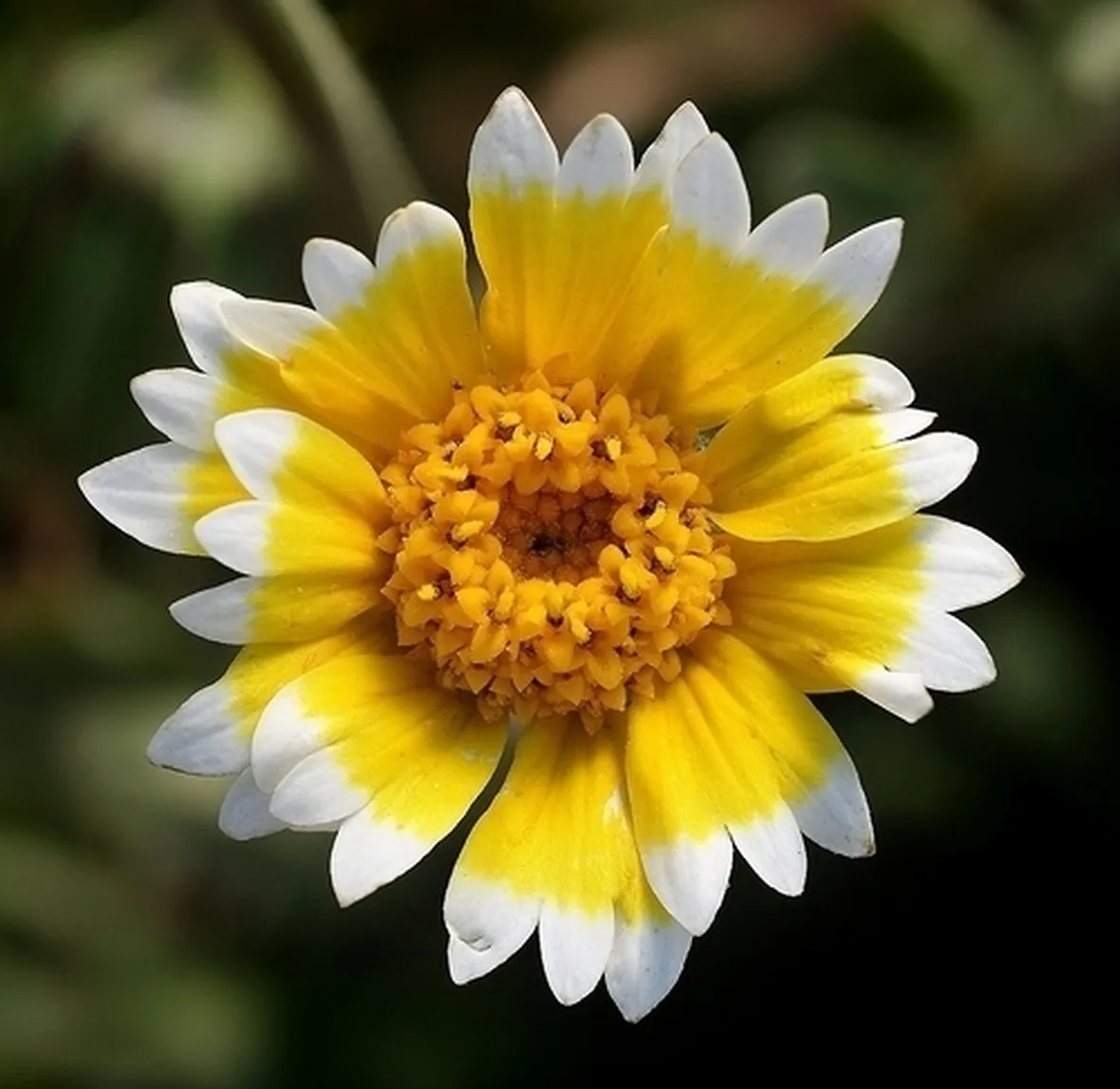 Fiori di campo