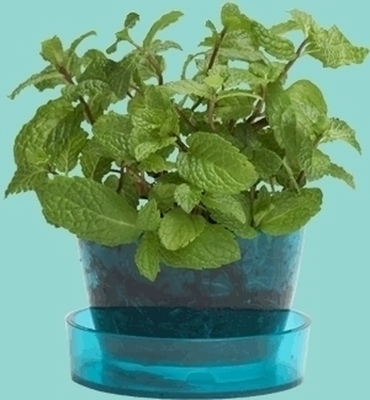FIORI E PIANTE ORNAMENTALI