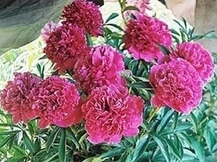 Fioritura della peonia