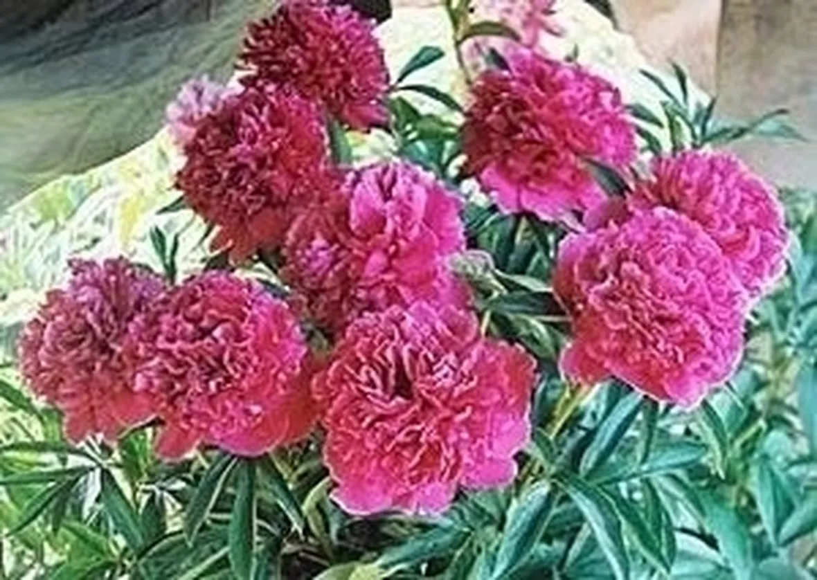 Fioritura della peonia